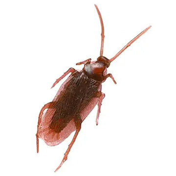 Tiny Cockroach - NewBeeDrone